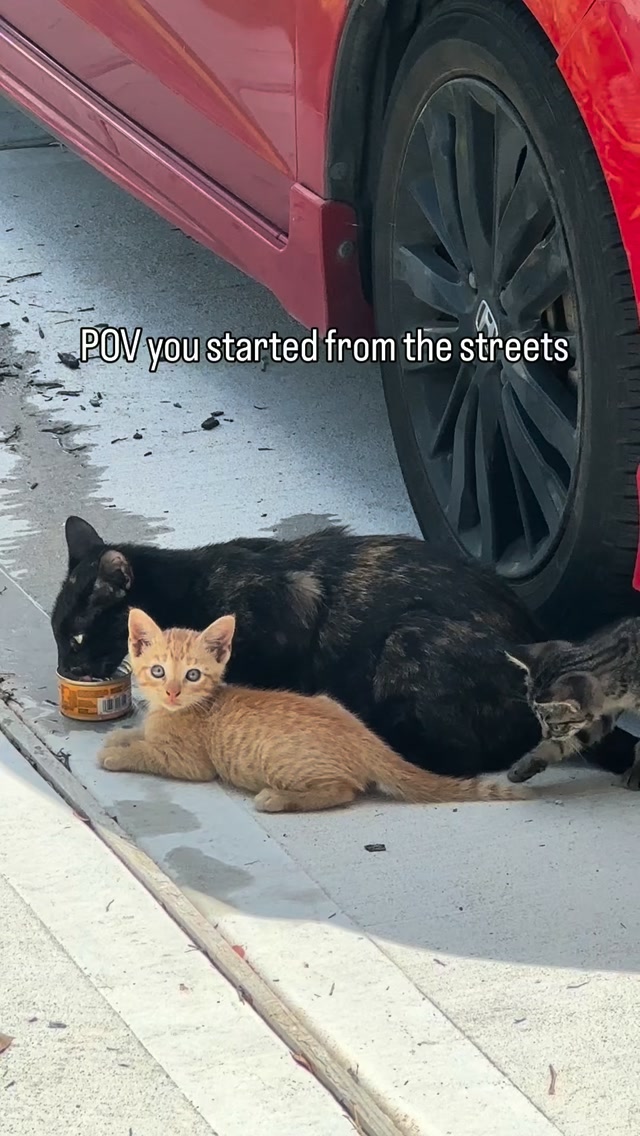 Rescuing Ravioli and his family of 5.